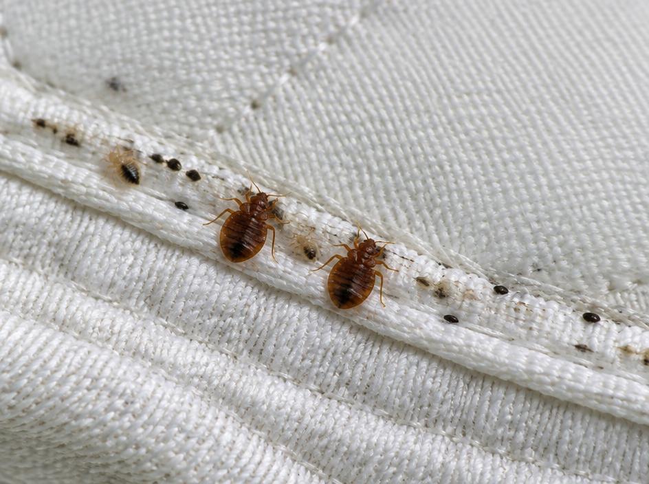 Bed Bug Control