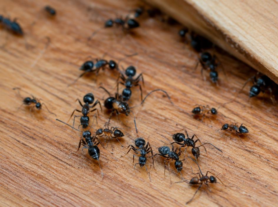 General Pest Control
