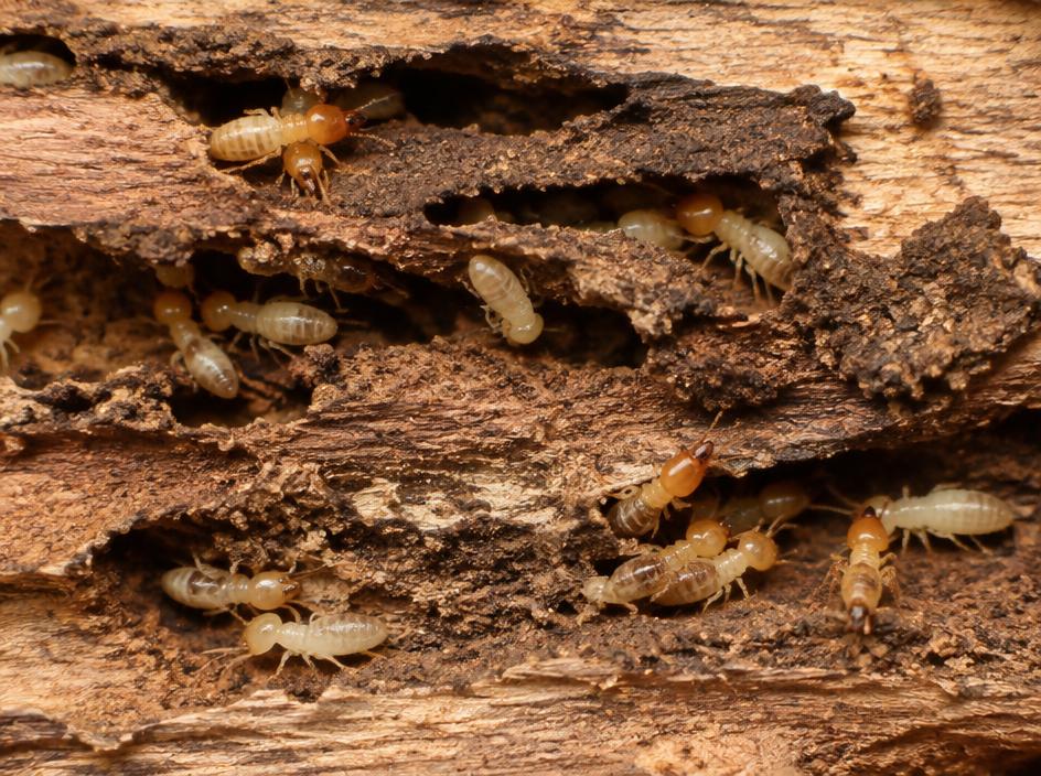 Termite Control